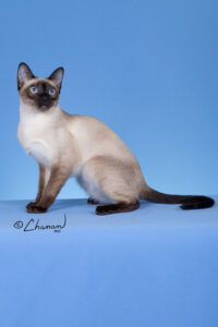 Guinevere